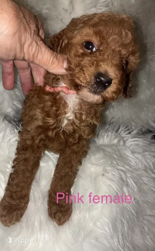 Pink collar – Poodle - Miniature  puppy for sale in Cullman, AL
