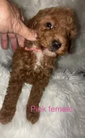 Pink collar, a female Poodle - Miniature  for sale in Cullman, AL – 1 of 3