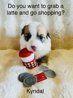 Kyndal, a female Pembroke Welsh Corgi for sale in Cashion, OK – 3 of 8