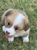 Kolt, a male Pembroke Welsh Corgi for sale in Cashion, OK – 3 of 9