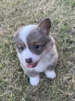 Konrad, a male Pembroke Welsh Corgi for sale in Cashion, OK – 4 of 10