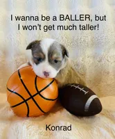 Konrad, a male Pembroke Welsh Corgi for sale in Cashion, OK – 6 of 10