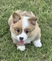 Kolt, a male Pembroke Welsh Corgi for sale in Cashion, OK – 2 of 9