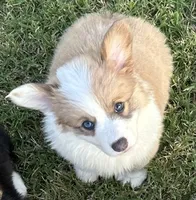 Kyndal, a female Pembroke Welsh Corgi for sale in Cashion, OK – 5 of 8