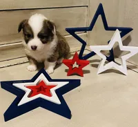 Benz, a male Pembroke Welsh Corgi for sale in Cashion, OK – 4 of 9