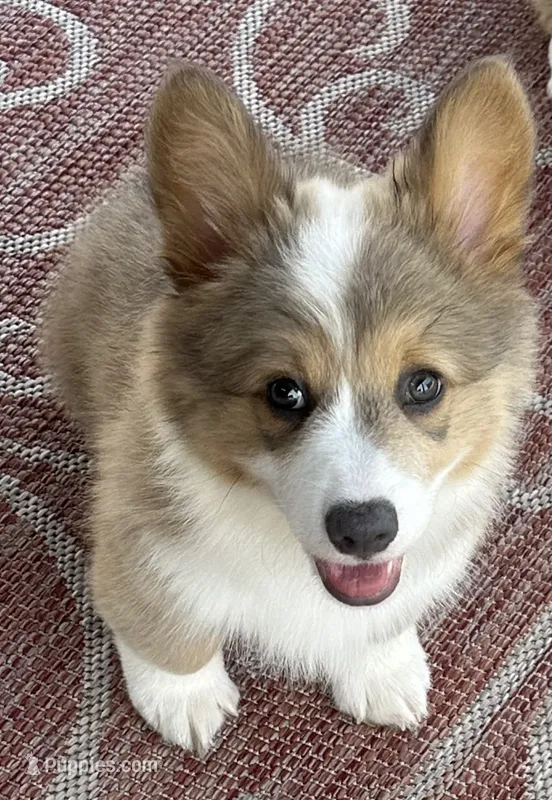 Konrad – Pembroke Welsh Corgi puppy for sale in Cashion, OK