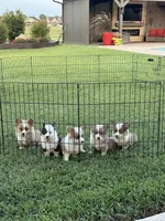 Kolt, a male Pembroke Welsh Corgi for sale in Cashion, OK – 9 of 9