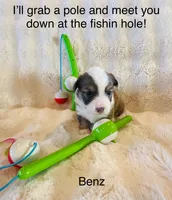Benz, a male Pembroke Welsh Corgi for sale in Cashion, OK – 7 of 9