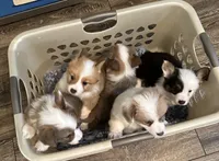Konrad, a male Pembroke Welsh Corgi for sale in Cashion, OK – 9 of 10