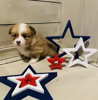 Kolt, a male Pembroke Welsh Corgi for sale in Cashion, OK – 4 of 9