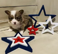 Konrad, a male Pembroke Welsh Corgi for sale in Cashion, OK – 5 of 10