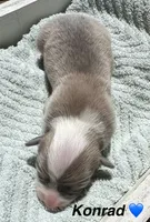 Konrad, a male Pembroke Welsh Corgi for sale in Cashion, OK – 8 of 10