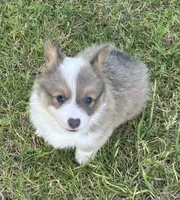 Konrad, a male Pembroke Welsh Corgi for sale in Cashion, OK – 3 of 10