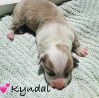Kyndal, a female Pembroke Welsh Corgi for sale in Cashion, OK – 8 of 8