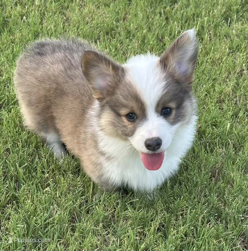 Benz – Pembroke Welsh Corgi puppy for sale in Cashion, OK