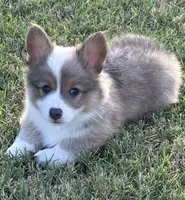 Konrad, a male Pembroke Welsh Corgi for sale in Cashion, OK – 2 of 10