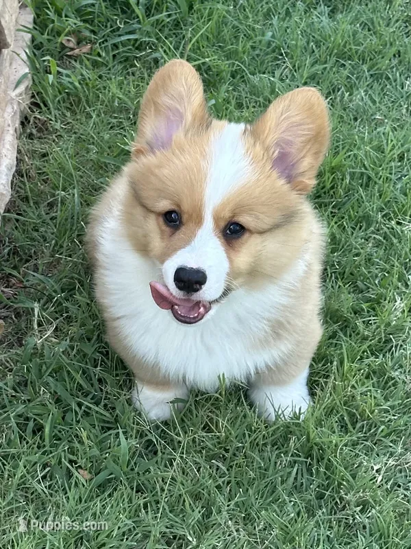 Kolt – Pembroke Welsh Corgi puppy for sale in Cashion, OK
