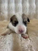 Kyndal, a female Pembroke Welsh Corgi for sale in Cashion, OK – 4 of 8