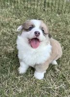 Kyndal, a female Pembroke Welsh Corgi for sale in Cashion, OK – 6 of 8