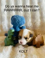 Kolt, a male Pembroke Welsh Corgi for sale in Cashion, OK – 6 of 9