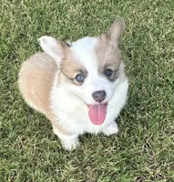 Kyndal, a female Pembroke Welsh Corgi for sale in Cashion, OK – 2 of 8