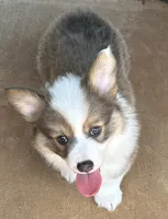 Benz, a male Pembroke Welsh Corgi for sale in Cashion, OK – 2 of 9