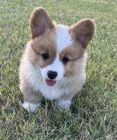 Kolt, a male Pembroke Welsh Corgi for sale in Cashion, OK – 1 of 9
