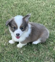 Benz, a male Pembroke Welsh Corgi for sale in Cashion, OK – 3 of 9