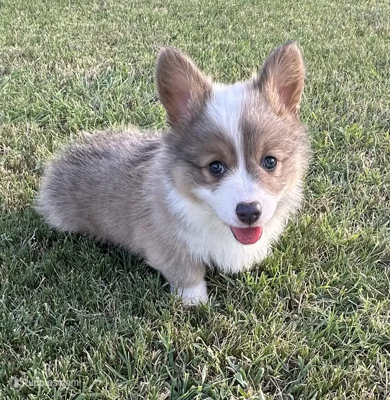 Konrad – Pembroke Welsh Corgi puppy for sale in Cashion, OK
