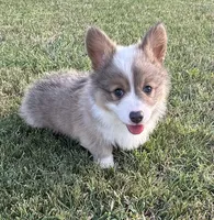 Konrad, a male Pembroke Welsh Corgi for sale in Cashion, OK – 1 of 10