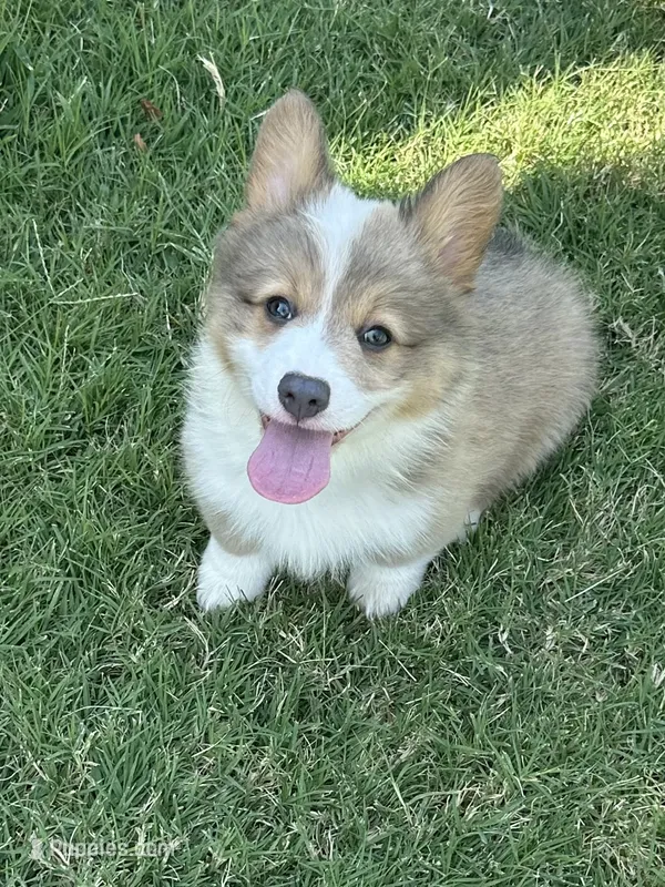 Konrad – Pembroke Welsh Corgi puppy for sale in Cashion, OK