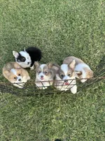 Kolt, a male Pembroke Welsh Corgi for sale in Cashion, OK – 8 of 9