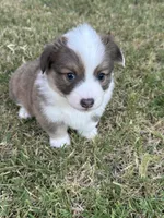 Benz, a male Pembroke Welsh Corgi for sale in Cashion, OK – 5 of 9
