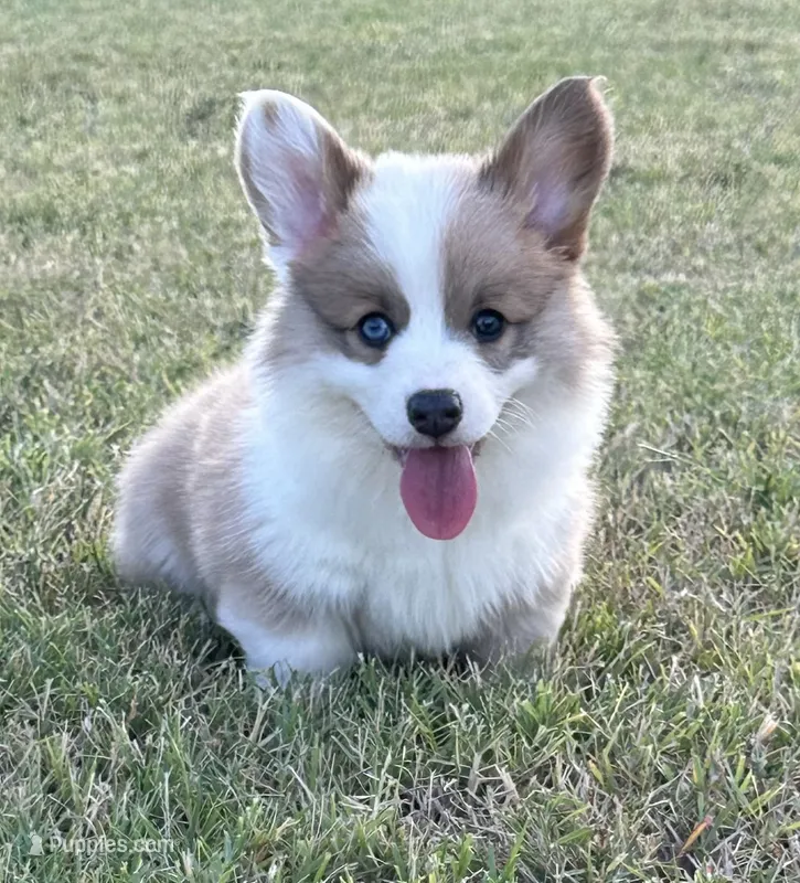 Kyndal – Pembroke Welsh Corgi puppy for sale in Cashion, OK