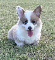 Kyndal, a female Pembroke Welsh Corgi for sale in Cashion, OK – 1 of 8