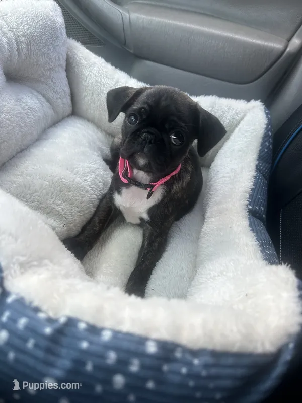 Stella  – Pug puppy for sale in Waynesboro, VA