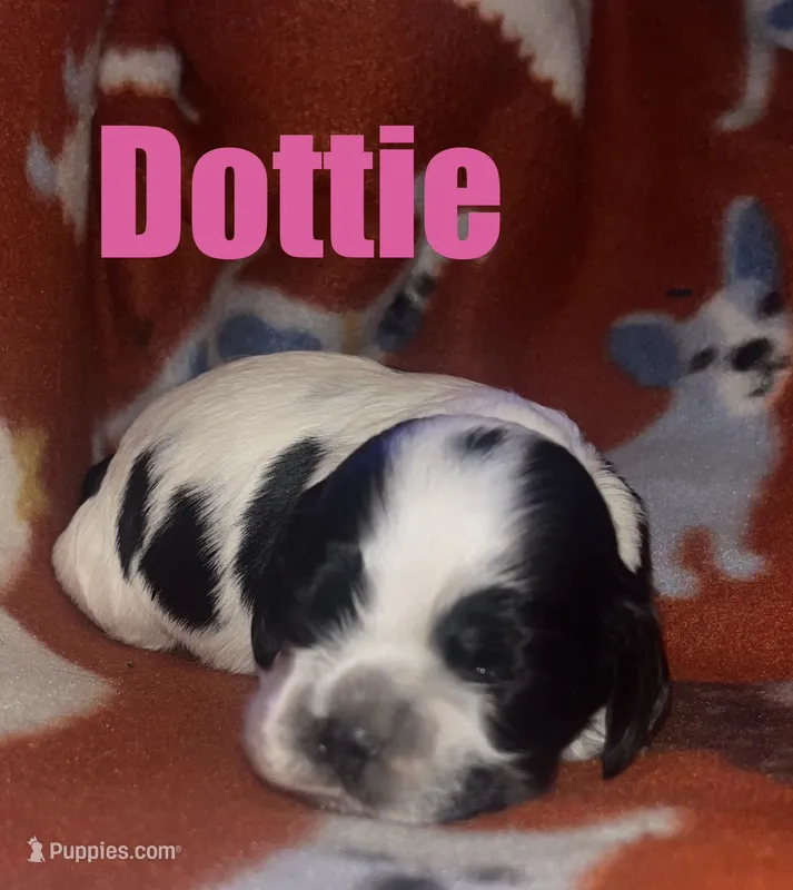 Dottie