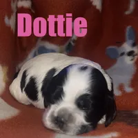 Dottie, a female Cocker Spaniel for sale in Edinburg, TX – Photo 1 of 3