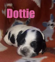 Dottie, a female Cocker Spaniel for sale in Edinburg, TX – Photo 1 of 3