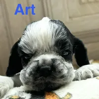 Art, a male Cocker Spaniel for sale in Edinburg, TX – Photo 1 of 4