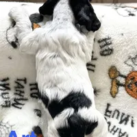 Art, a male Cocker Spaniel for sale in Edinburg, TX – Photo 2 of 4