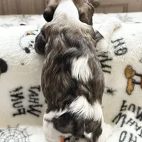 Dale, a male Cocker Spaniel for sale in Edinburg, TX – Photo 2 of 4