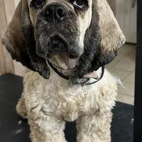 Dale, a male Cocker Spaniel for sale in Edinburg, TX – Photo 4 of 4