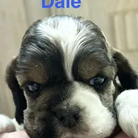 Dale, a male Cocker Spaniel for sale in Edinburg, TX – Photo 1 of 4