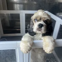 Louis, a male Cocker Spaniel for sale in Edinburg, TX – Photo 3 of 4