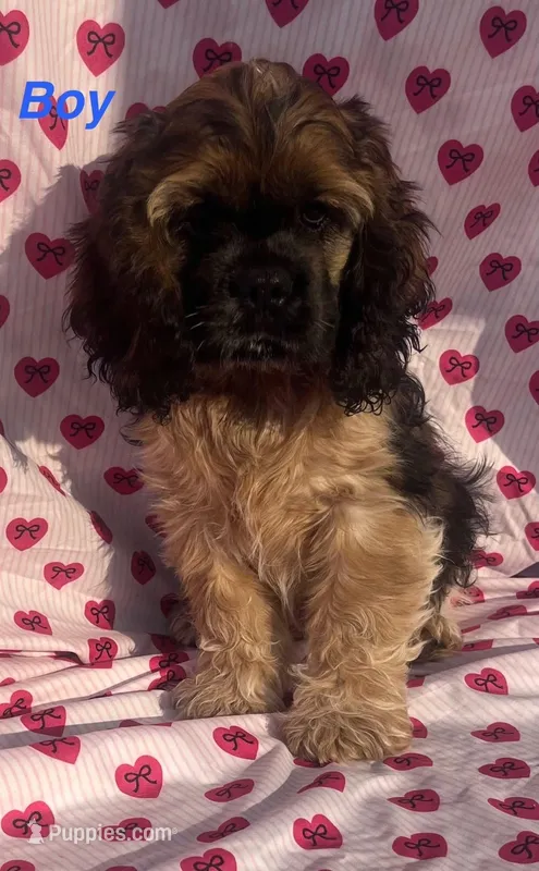 Louis – Cocker Spaniel puppy for sale in Edinburg, TX