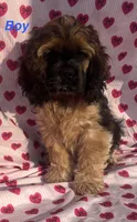 Louis, a male Cocker Spaniel for sale in Edinburg, TX – 1 of 5