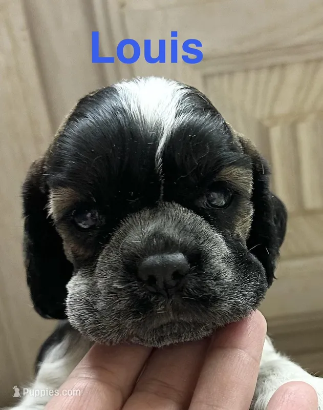 Louis