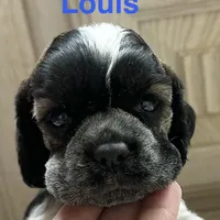 Louis, a male Cocker Spaniel for sale in Edinburg, TX – Photo 1 of 4