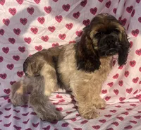 Louis, a male Cocker Spaniel for sale in Edinburg, TX – 4 of 5
